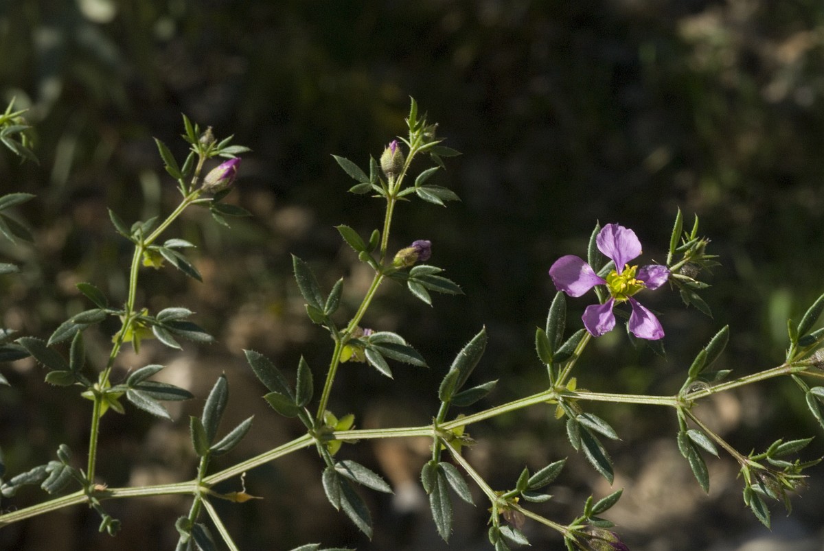 Fagonia cretica, Fagonia